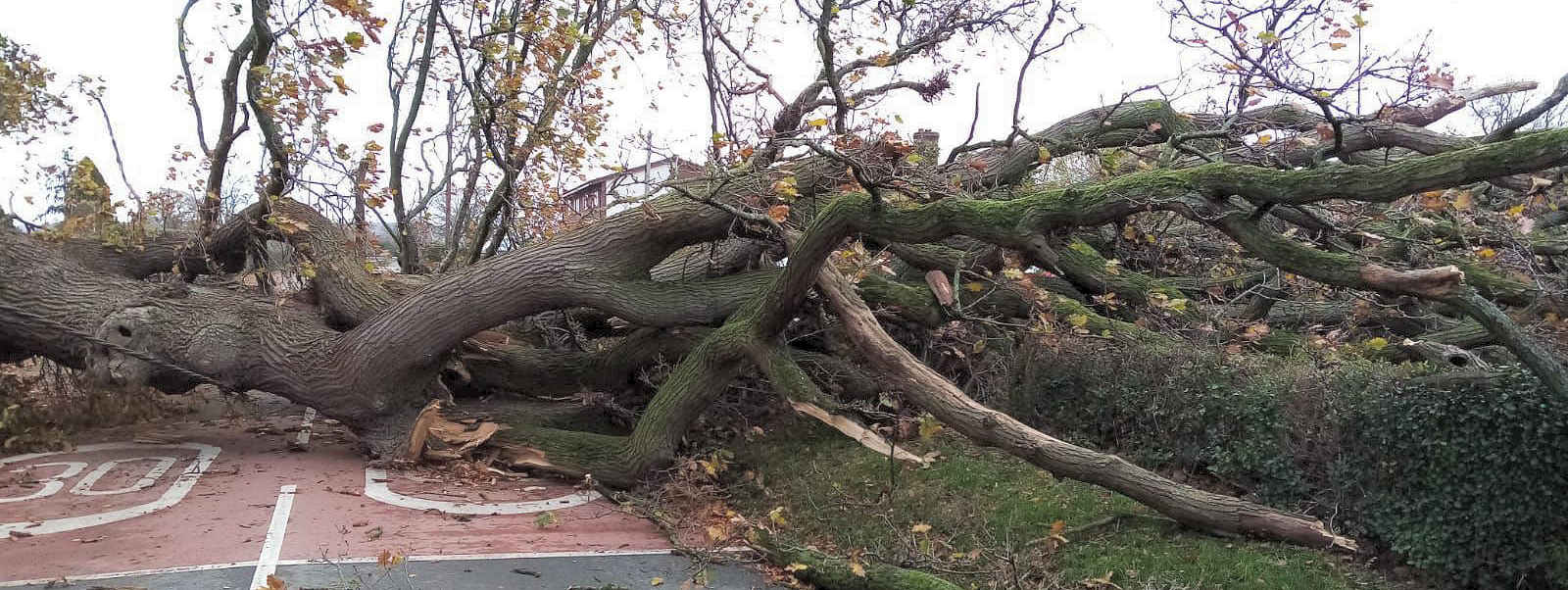 Emergency callout and fallen tree removal, Pembrokeshire