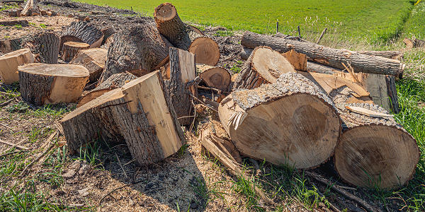Tree dismantling, felling or removal, Pembrokeshire