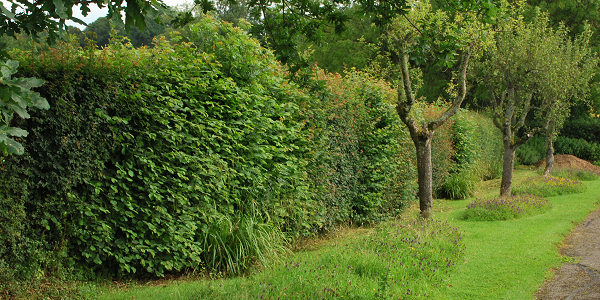 Hedge cutting and trimming Pembrokeshire