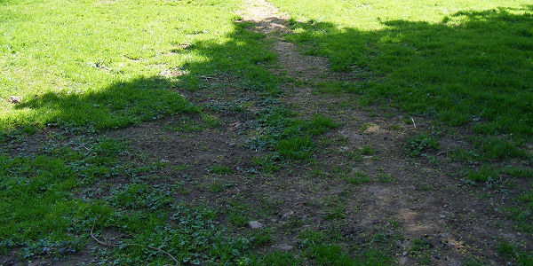 Lawn repair and reseeding, Pembrokeshire