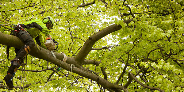 Tree surgery and crown lifting, Pembrokeshire