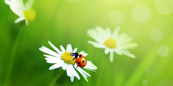 Rewilding & wildlife friendly lawns, Pembrokeshire