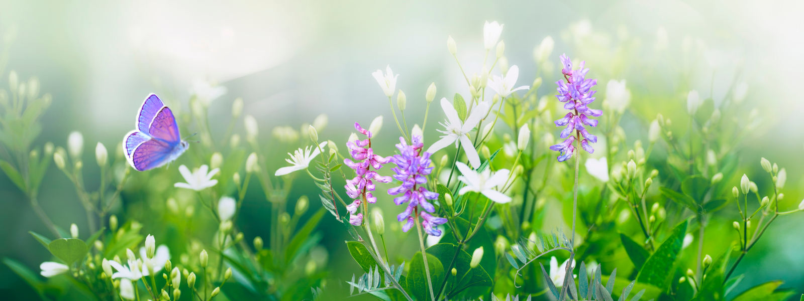 An urban meadow or rewilded lawn