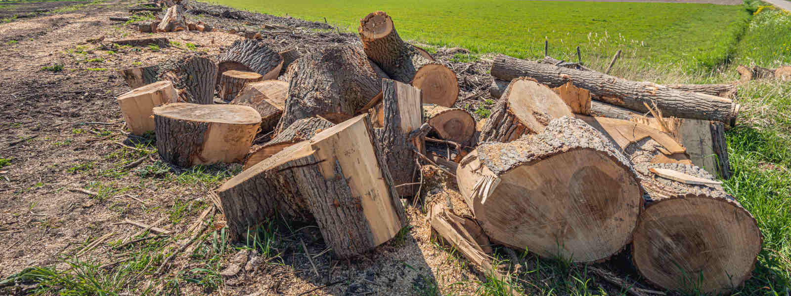 Felled tree in Pemrokeshire