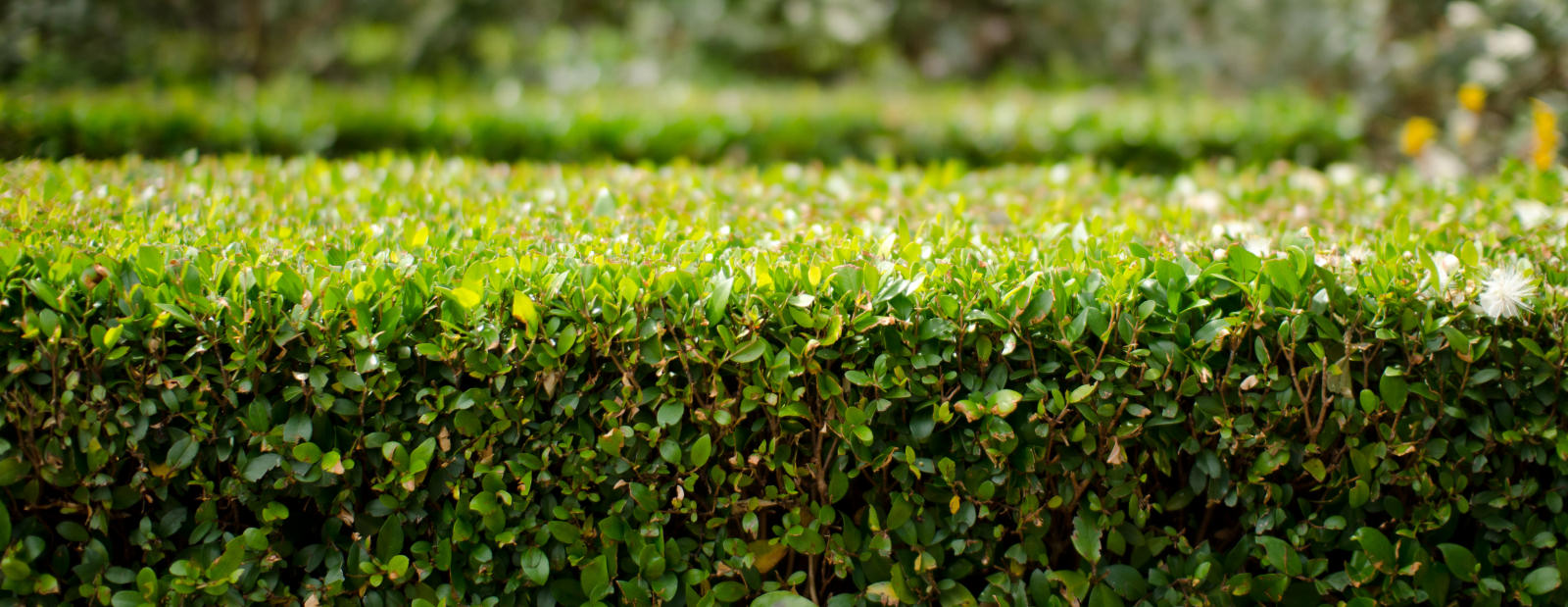 Hedge trimmed by buzzcut gardening in Milford Haven