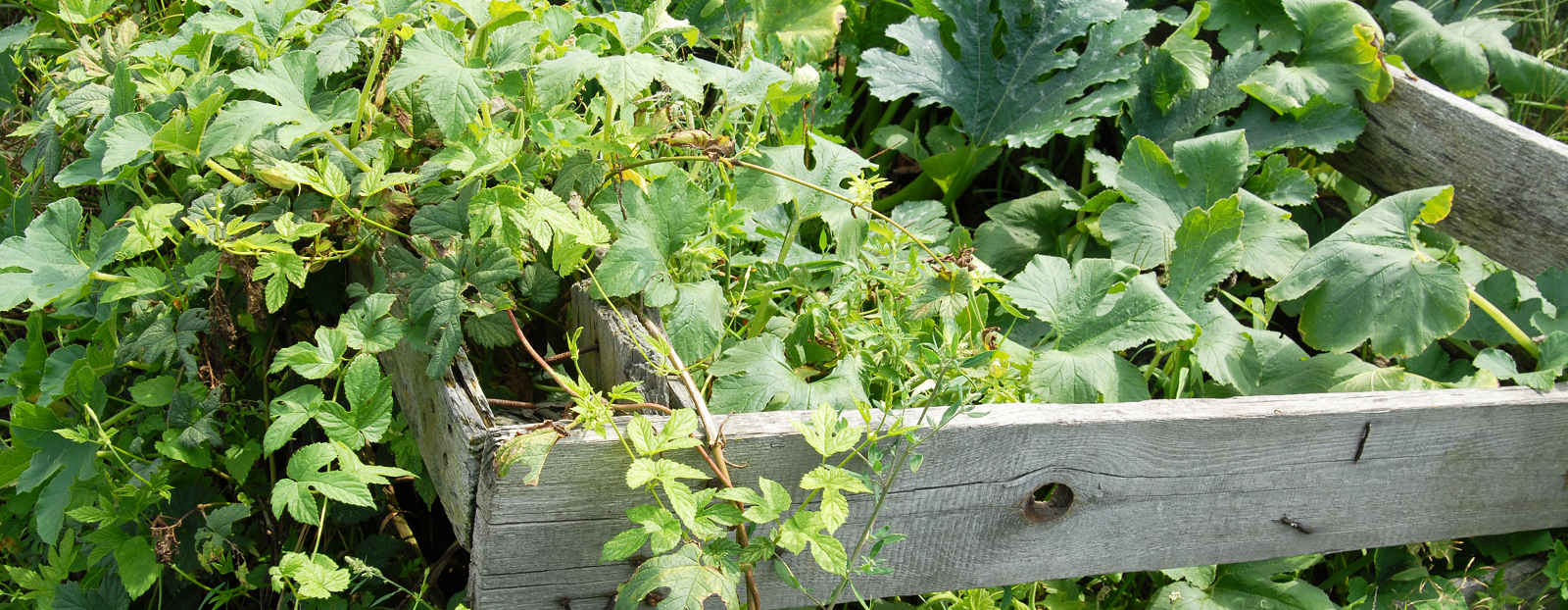 Weeding an overgrown garden in Milford Haven, Pembrokeshire