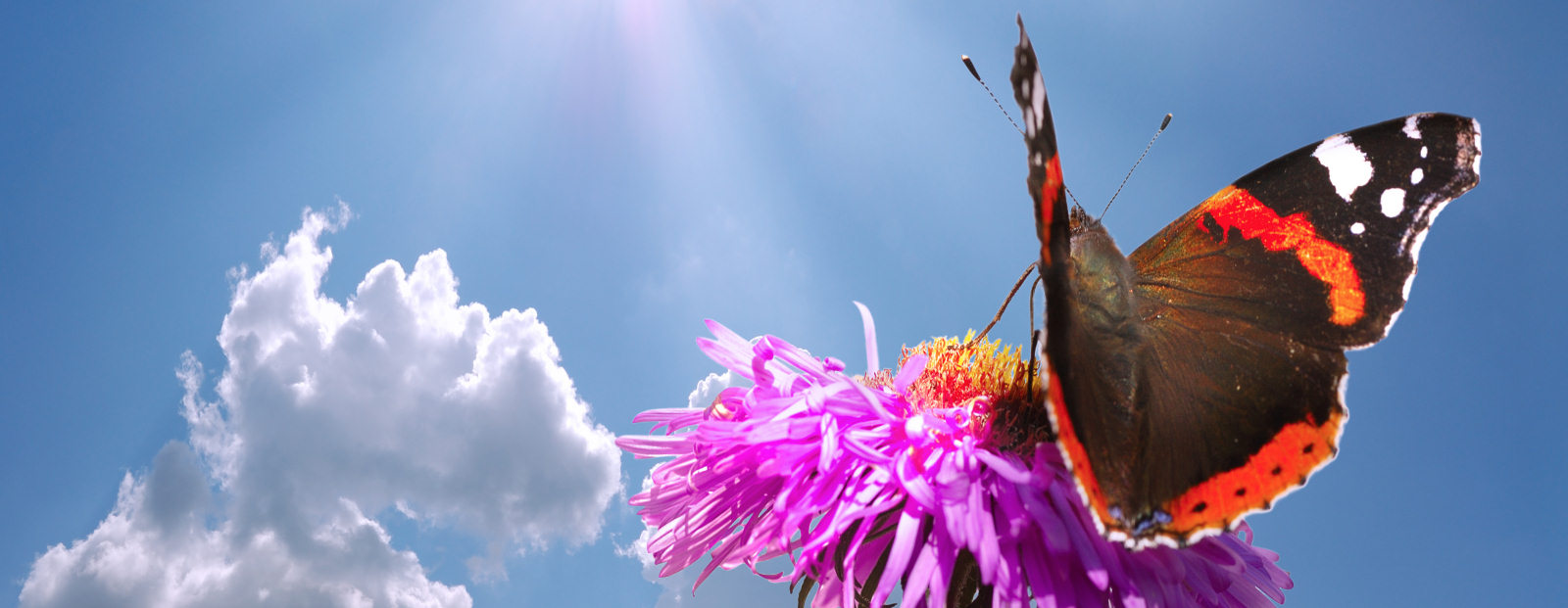 Butterly on flowers, illustrating a natural wild garden