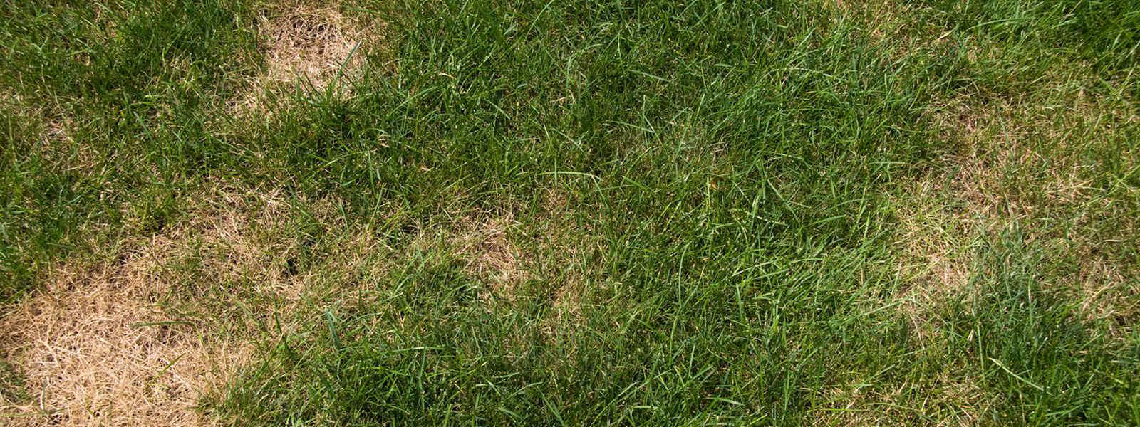 Reseeding a damaged lawn