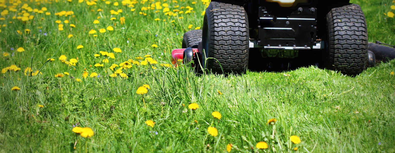 Mowing a wild lawn in Pembrokeshire
