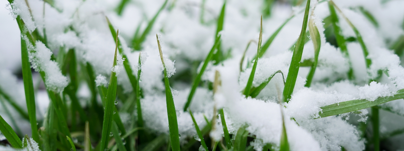 Winter lawn care in Pembrokeshire